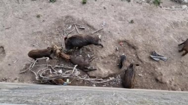 Cenova kasabasında domuz humması. Bisagno nehir yaban hayatı çöpte yiyecek arıyor ve dinleniyor.