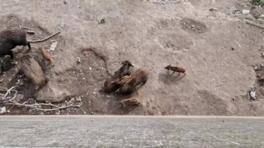 Cenova kasabasında domuz humması. Bisagno nehir yaban hayatı çöpte yiyecek arıyor ve dinleniyor.