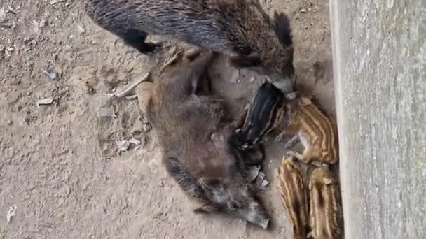 ジェノヴァの豚熱野生のイノシシビサグノ川都市の野生動物は ゴミや休憩中の食べ物を探しています — ストック動画