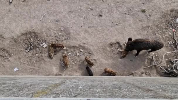Peste Porcine Sanglier Dans Ville Gênes Bisagno Rivière Faune Urbaine — Video