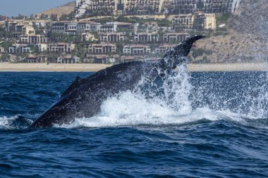 Cabo San Lucas Meksika 'da kambur balina kuyruğunu tokatlıyor.