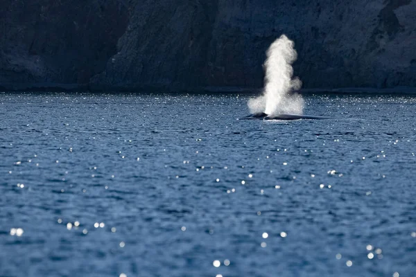 Baleia Azul Maior Animal Mundo Loreto Baja California Sur México — Fotografia de Stock