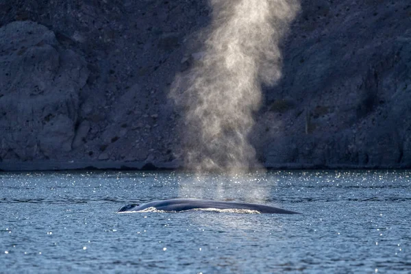 Ballena Azul Animal Más Grande Del Mundo Loreto Baja California — Foto de Stock