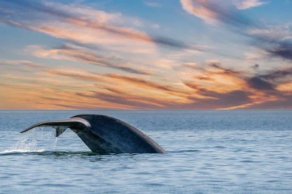 Blue Whale Hännän Suurin Eläin Maailmassa Auringonlaskun Loreto Baja California — kuvapankkivalokuva