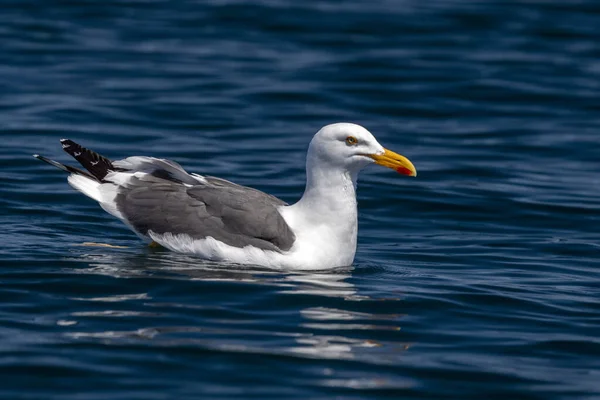 Zeemeeuw Diepblauwe Zee Achtergrond Cortez Zee Mexico — Stockfoto