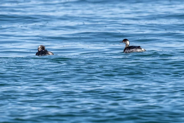 Ушная Поганка Podiceps Nigricollis Baja California Sur Mexico Cortez Sea — стоковое фото