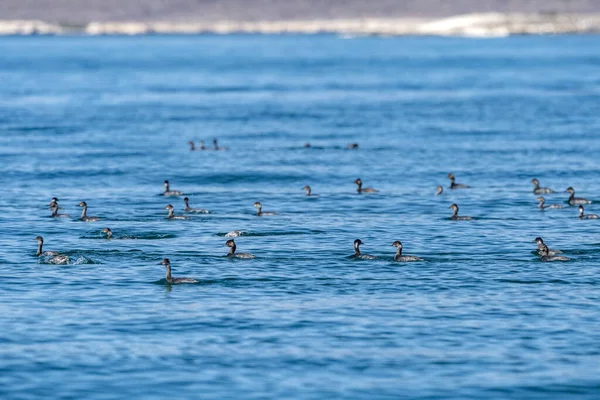 Podiceps Nigricollis Baja California Sur Mexico Cortez Zee — Stockfoto