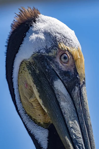 Pelikán Oko Detail Cortez Moře Baja California Sur Mexico — Stock fotografie