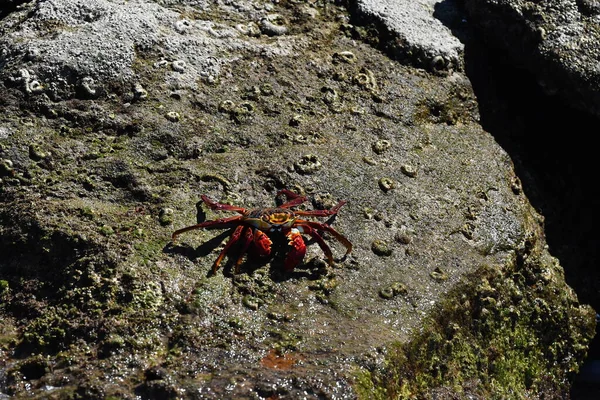 Crabe Rouge Cortez Sea Rock Baja Californie Sur Mexico — Photo