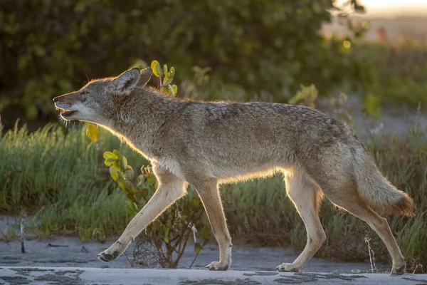 Kojot Baja California Sur Pláž Při Západu Slunce — Stock fotografie
