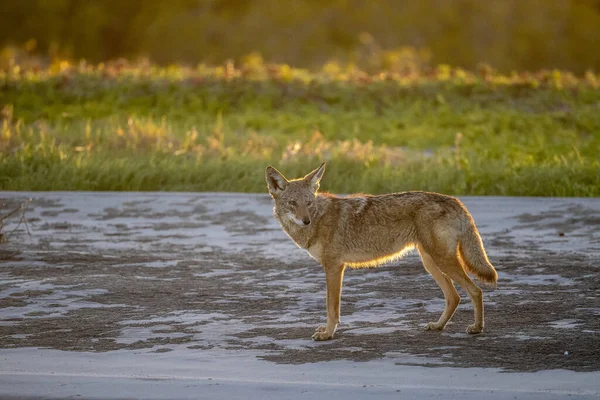 Coiote Baja Califórnia Sur Praia Pôr Sol — Fotografia de Stock