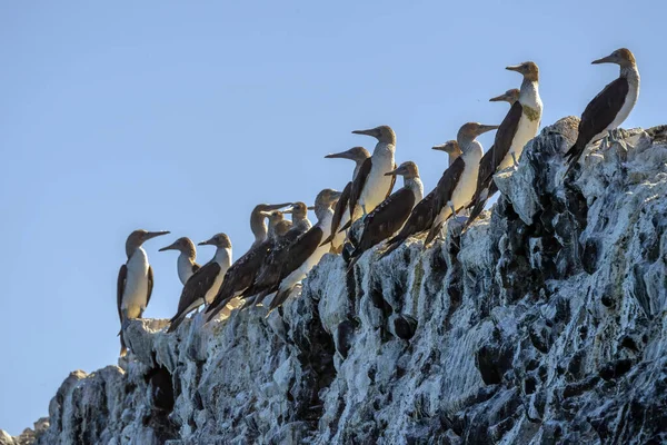 Pássaro Booby Marrom Cortez Mar México Baja Califórnia Sur — Fotografia de Stock