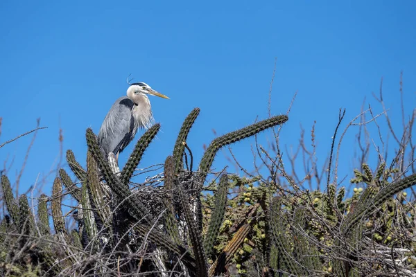 Czapla Gniazdo Kaktusa Cortez Morze Baja California Sur Mexico — Zdjęcie stockowe