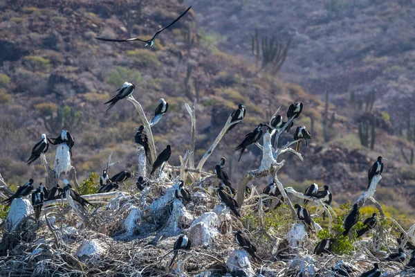 Galapagos Sprengt Rote Kehle Cortez Sea Baja California Sur Mexico — Stockfoto