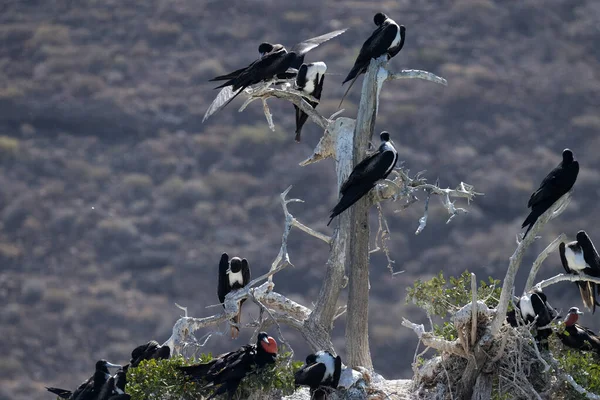 Galapagos Booby Röd Hals Cortez Havet Baja Cand Sur Mexico — Stockfoto