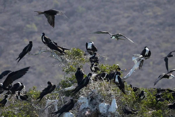 Galápagos Booby Garganta Vermelha Cortez Mar Baja Califórnia Sur México — Fotografia de Stock