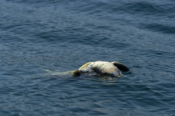Νεκρή Θανατωμένη Χελώνα Στη Θάλασσα — Φωτογραφία Αρχείου