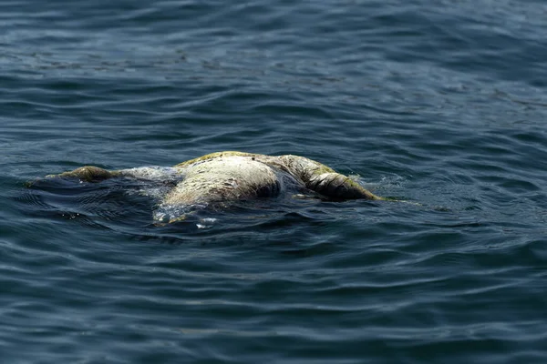 Ölü Kaplumbağa Denizde Öldürüldü — Stok fotoğraf