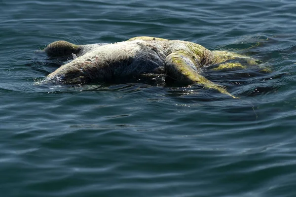 Tartaruga Morta Uccisa Mare — Foto Stock