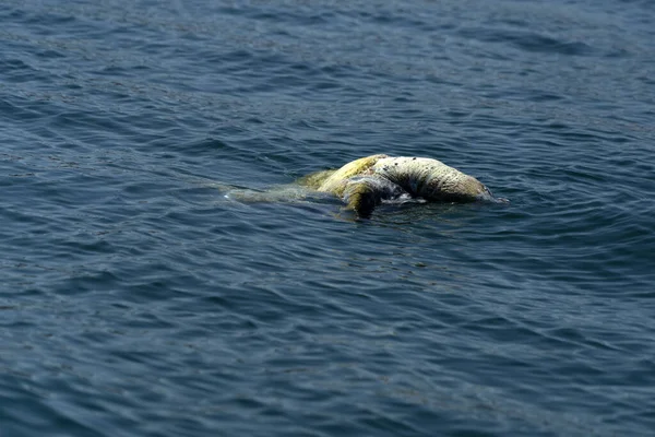 海で死んだカメが — ストック写真