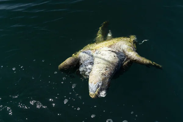 Martwy Zabity Żółw Morzu — Zdjęcie stockowe