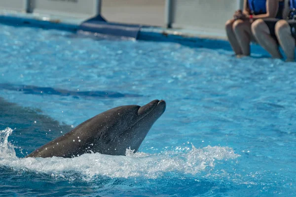 Dolphinarium Aquarium Dolphin Show — Stock Photo, Image