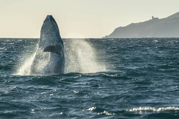 Breaching Humpack Whale Cabo San Lucas Mexico — ストック写真