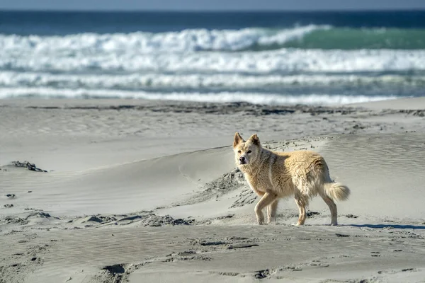 Cane Lupo Bianco Sulla Spiaggia Del Pacifico California Oceano — Foto Stock