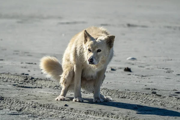 Weißer Hundewolf Strand Des Pazifischen Ozeans Kaliforniens Während Poop Macht — Stockfoto