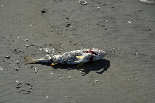 太平洋海滩上的死鱼 — 图库照片