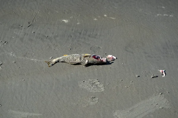 Мертвая Рыба Пляже Тихого Океана — стоковое фото