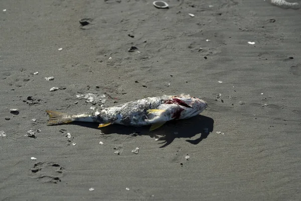 Dead Fish Beach Pacific Ocean Stock Image