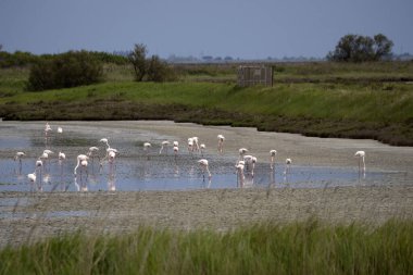Pembe flamingo Comacchio Valley Po River İtalya 'da
