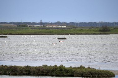 Pembe flamingo Comacchio Valley Po River İtalya 'da
