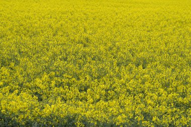 İtalya 'da kolza tohumu sarı çiçek tarlası