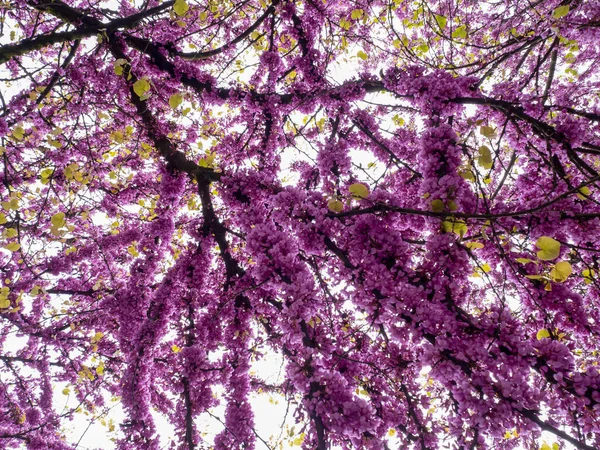 Japonec Třešeň Strom Květ Detail — Stock fotografie