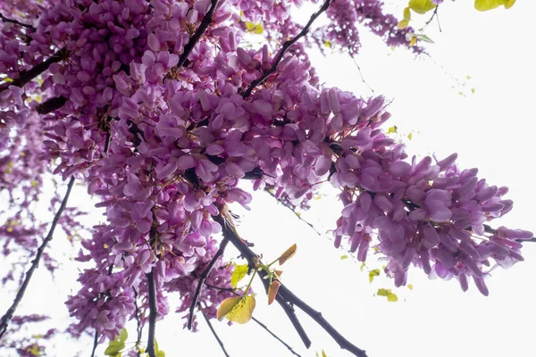 Japanese Cherry Tree Blossom Detail — Stock Photo, Image