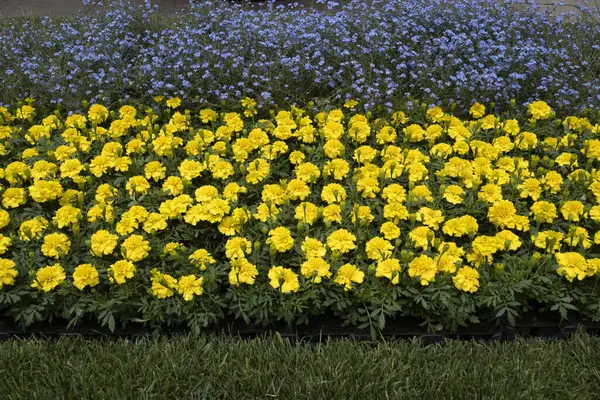 Ukraine Flag Made Flowers Yellow Blue — Stock Photo, Image