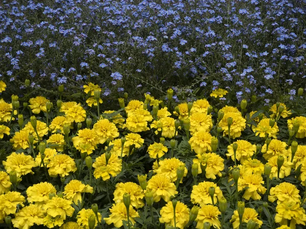 Ukraine Flag Made Flowers Yellow Blue — Stockfoto