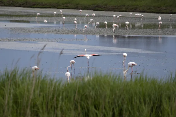 Pembe Flamingo Comacchio Valley River Talya — Stok fotoğraf