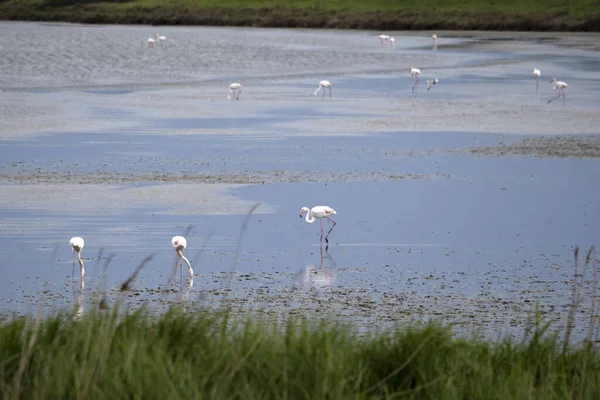 Pembe Flamingo Comacchio Valley River Talya — Stok fotoğraf