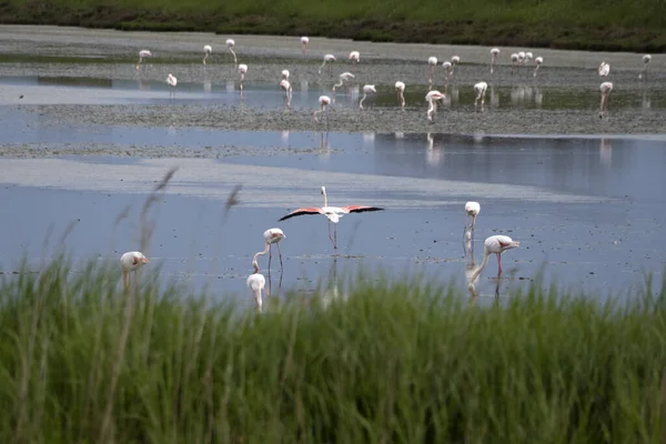 Pink Flamingo Comacchio Valley River Italy Стоковая Картинка