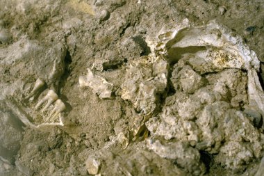 İnsan kafatası ve kemikleri bir mahzende