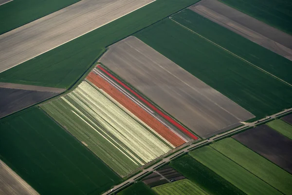 チューリップ畑はアムステルダムに着陸しながら飛行機からの空中風景を保持しています — ストック写真