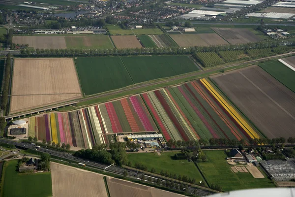 Campos Tulipán Holland Vista Aérea Desde Avión Mientras Aterriza Amsterdam — Foto de Stock