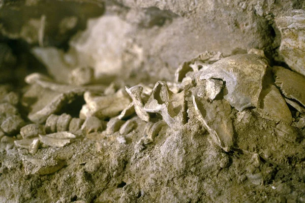 地窖中的骷髅和骨骼 — 图库照片