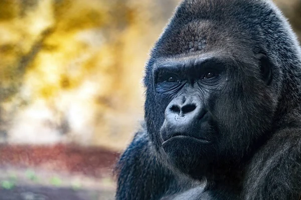 Silverback King Gorilla Face Close Eyes Contact Looking You Detail — Foto Stock