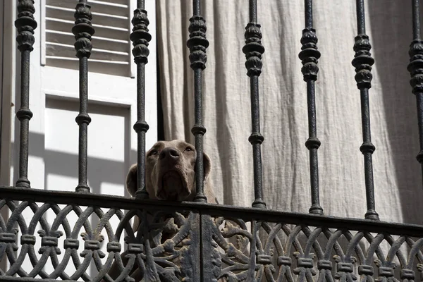 Одинокая Грустная Собака Ждет Балконе — стоковое фото