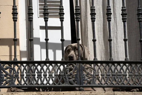 Cão Triste Solitário Esperando Varanda — Fotografia de Stock