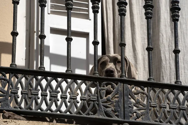 Lonely Sad Dog Waiting Balcony — Stock Photo, Image